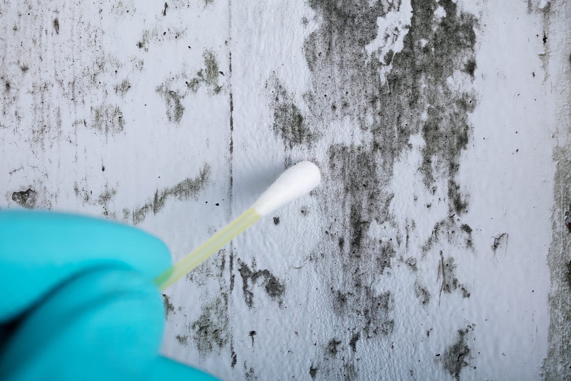Mold Inspection in Union County