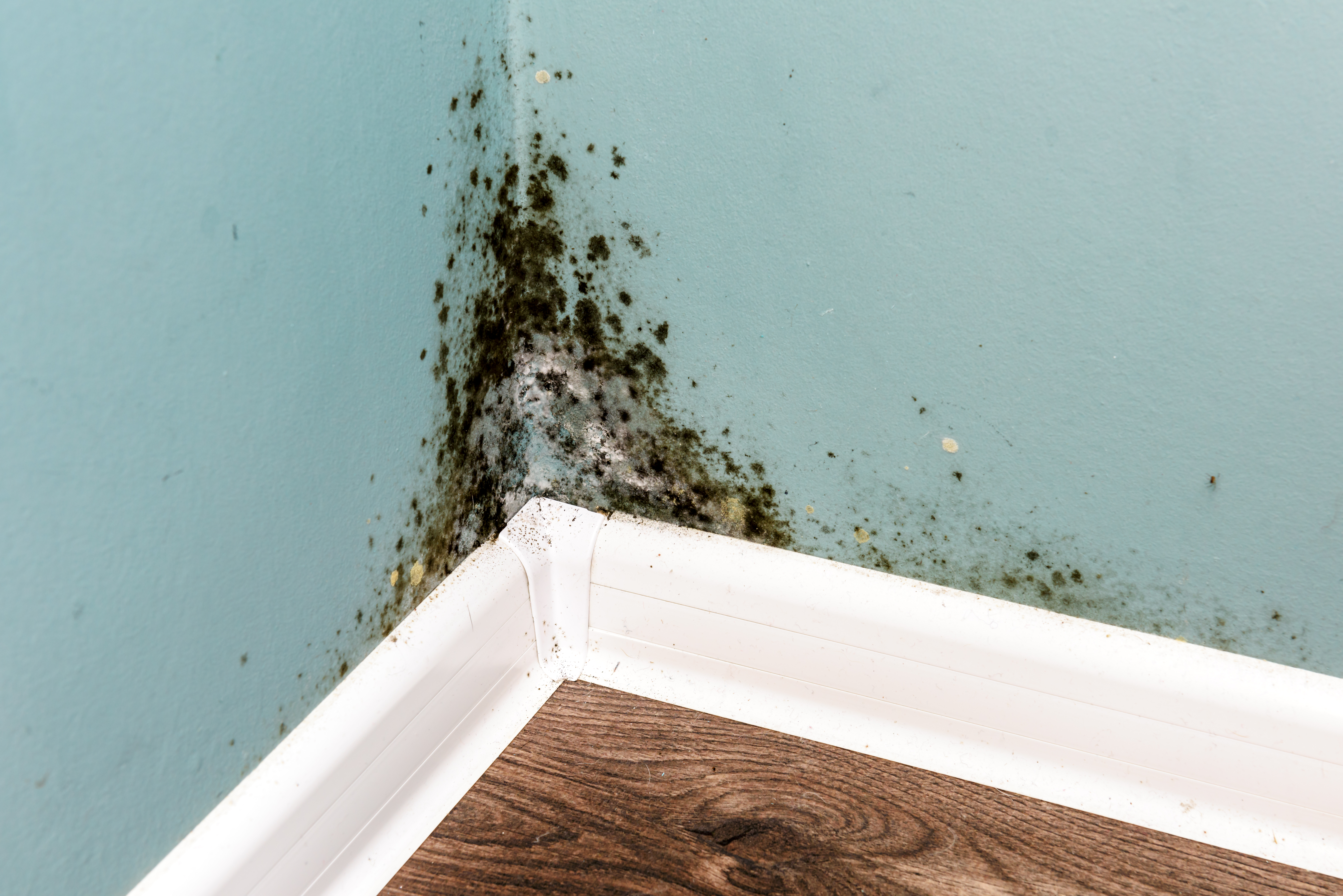 Mold Remediation in Union County NJ