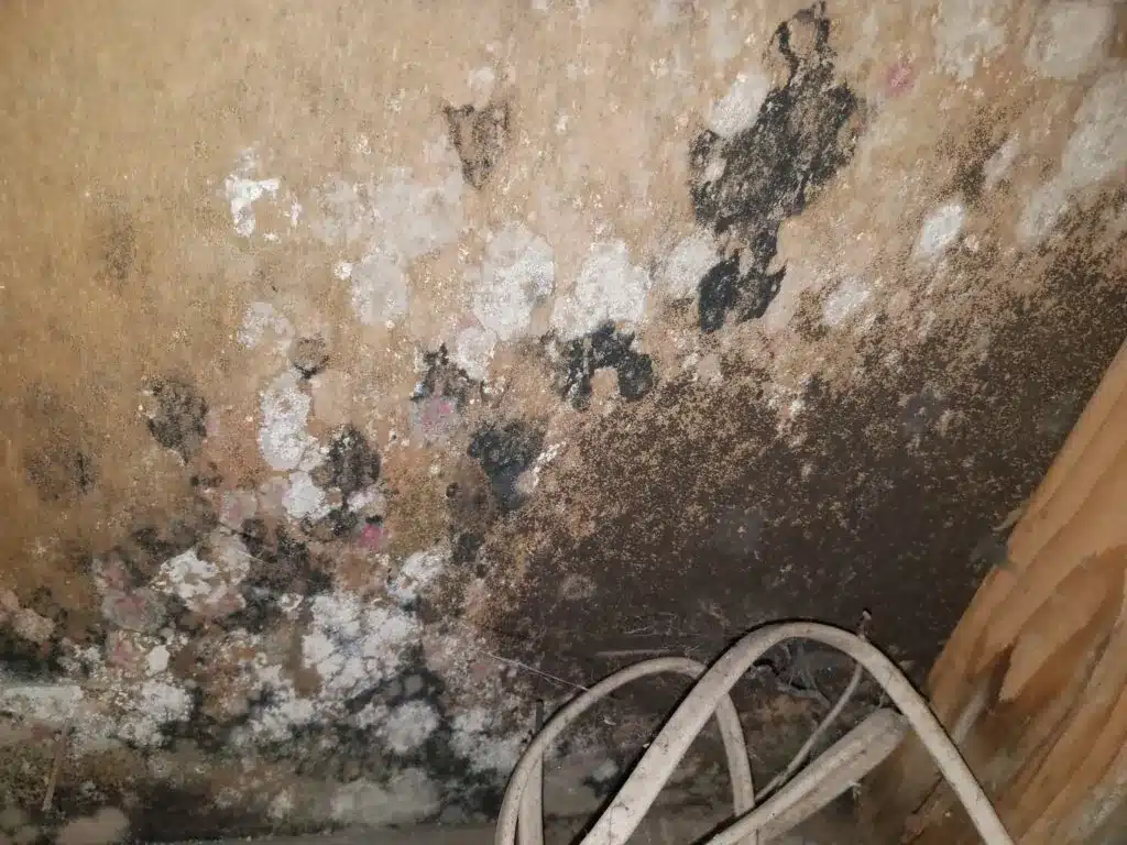 Mold Removal in Berkeley Heights NJ