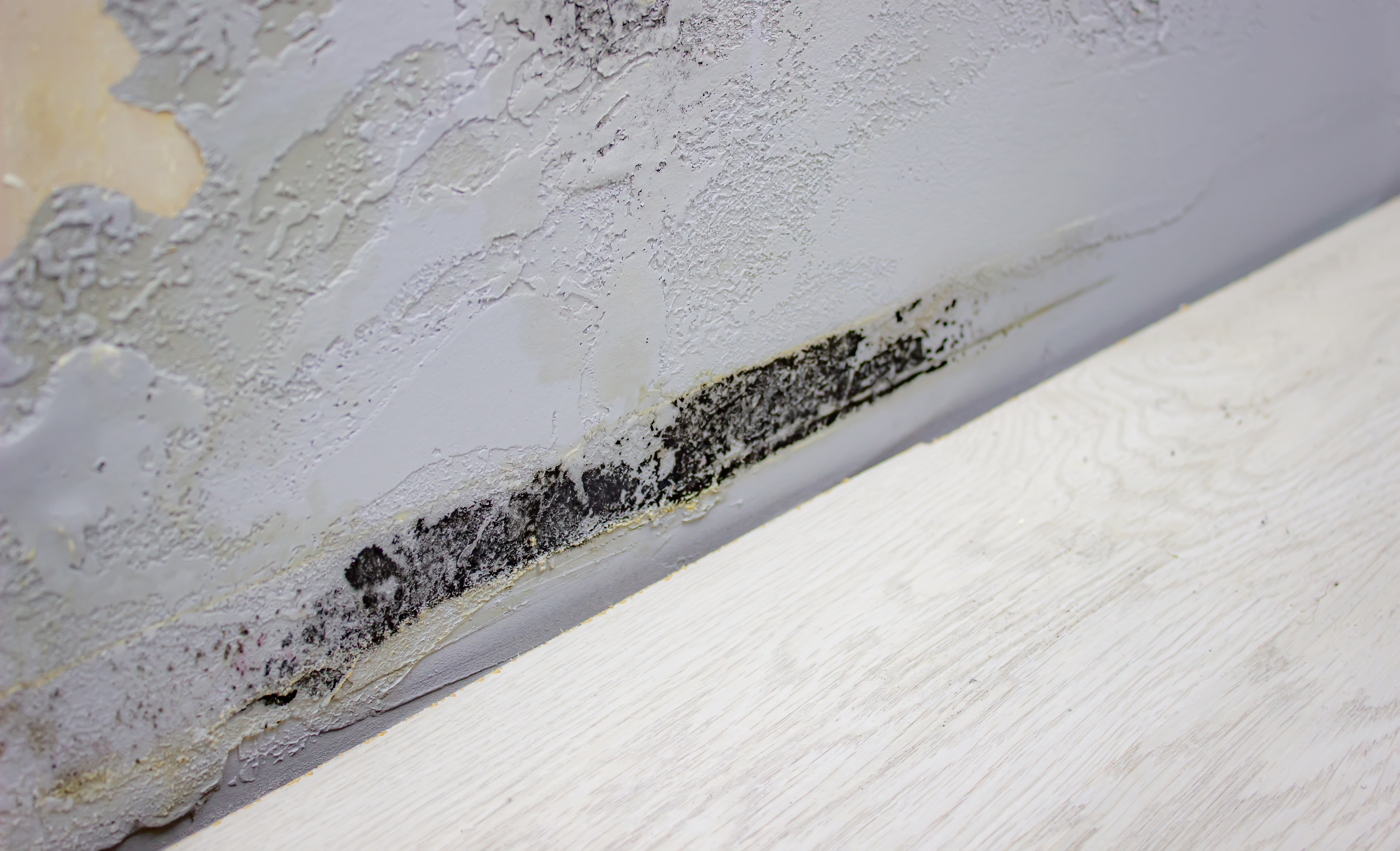 When to Call for Mold Removal