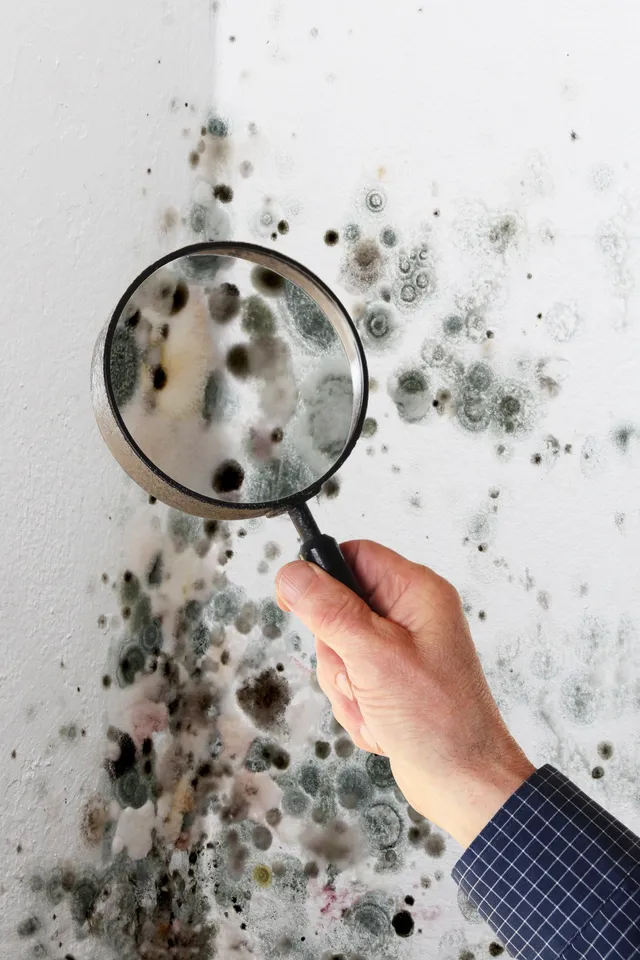 Union County mold inspection