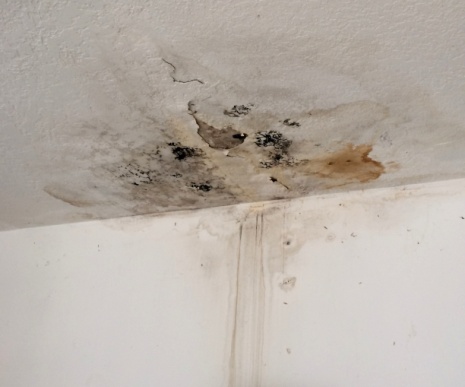 Mold Removal in Roselle NJ