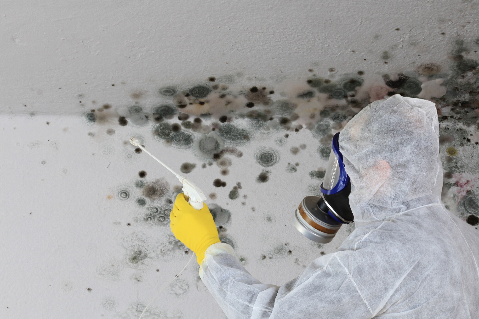 Rahway-Mold-Inspection