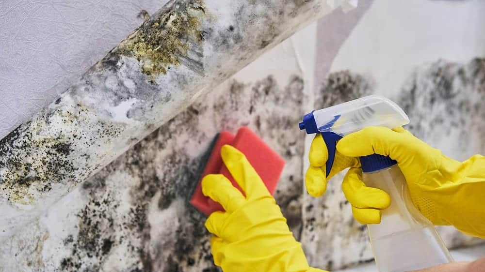 Fanwood Mold Removal