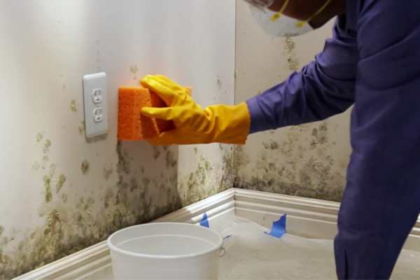 Mold Removal in Fanwood NJ