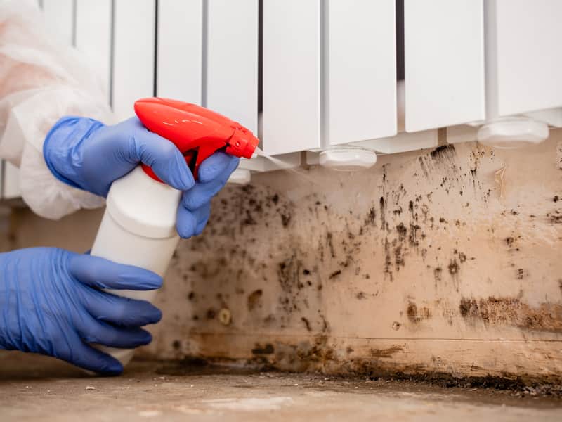 Best Union County Mold Remediation Services