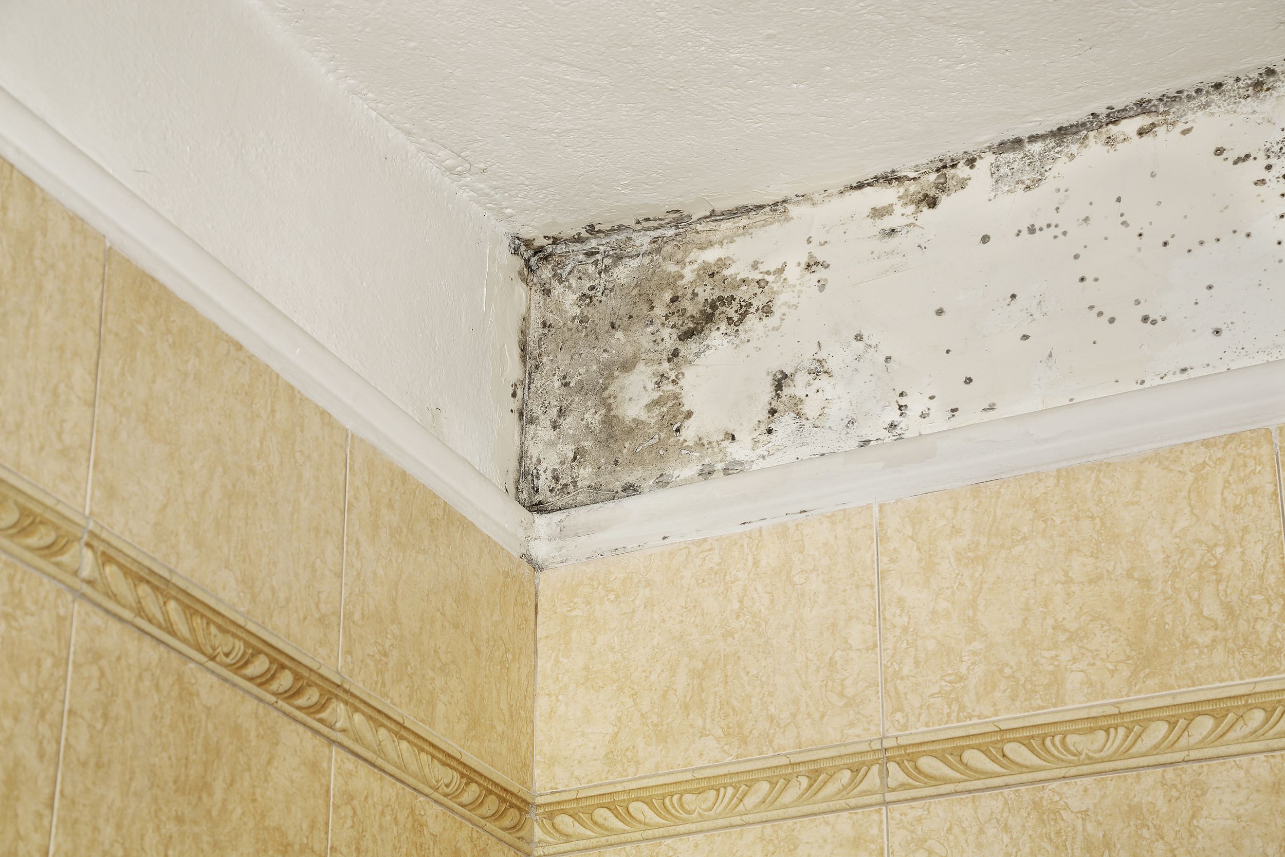 Mold Services in Union County NJ