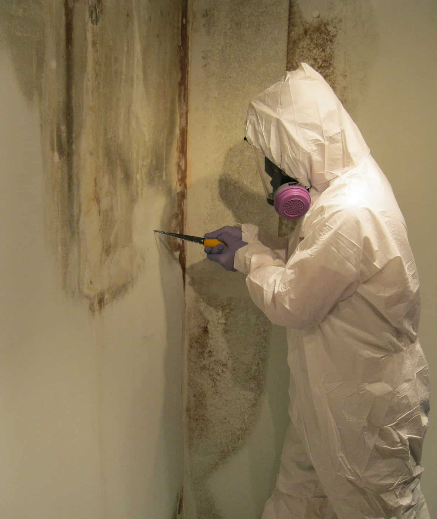 Mold Remediation Services in Berkeley Heights