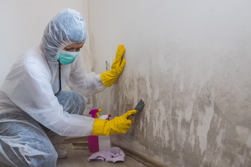 Somerset County Mold Removal
