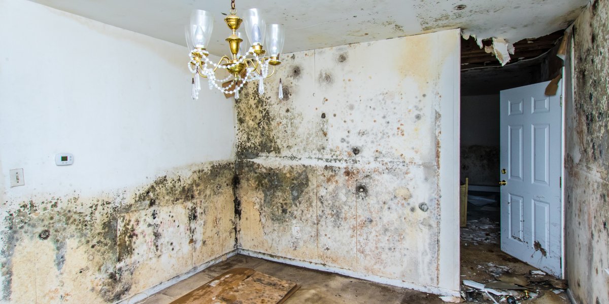 Mold Remediation Services in Piscataway