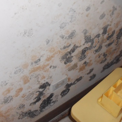 Mold Remediation in Green Brook
