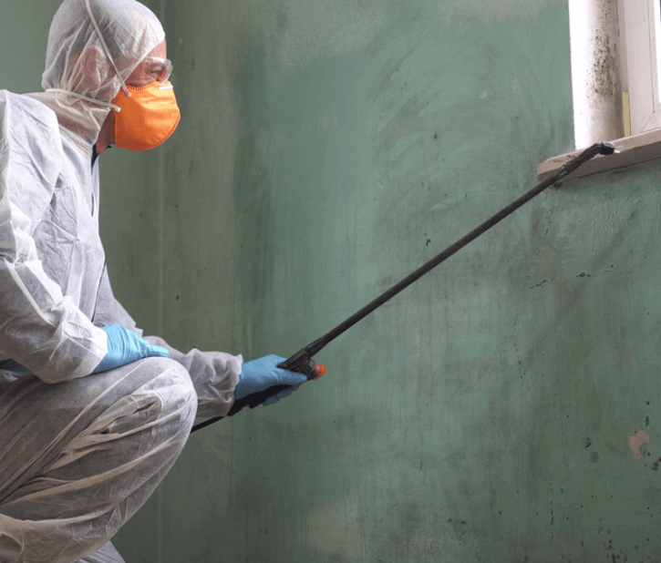 Mold Removal Services in Somerville NJ