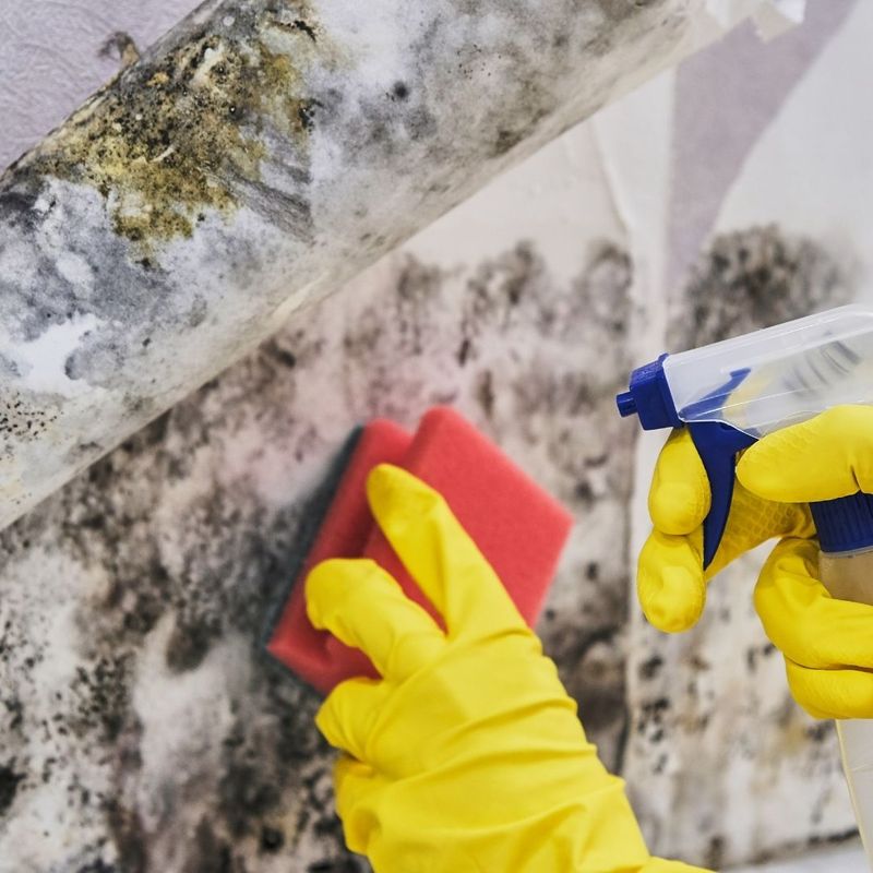 Piscataway Mold Remediation Services
