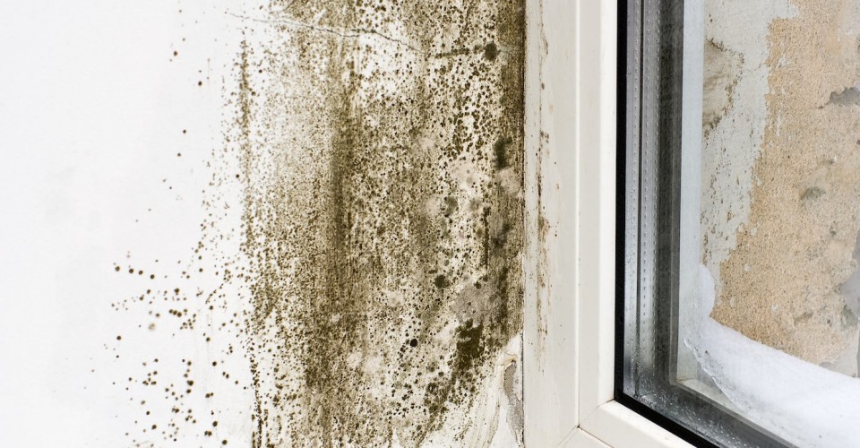 Bound Brook Mold Removal