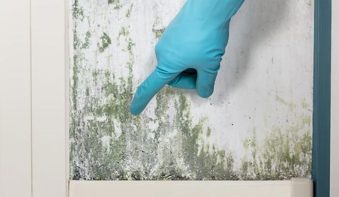 Mold Remediation Services in Somerset NJ