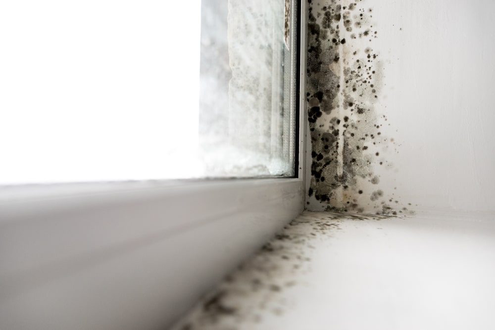 Mold Remediation in Watchung