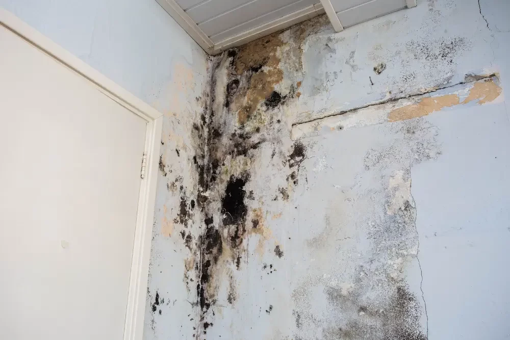 Mold Removal in North Plainfield