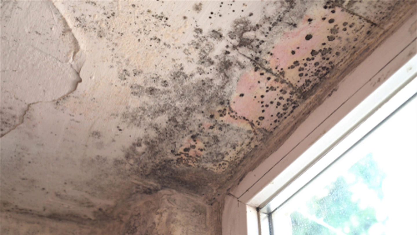 North Plainfield Mold Removal Service