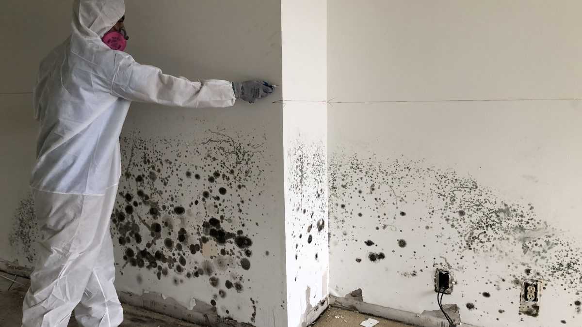 Somerset Mold Remediation Services