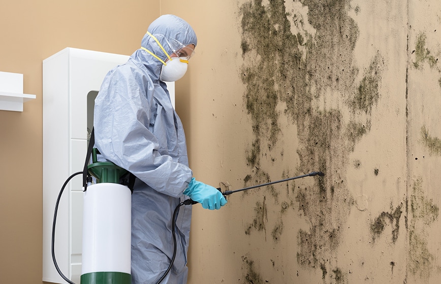 Warren Mold Removal Company
