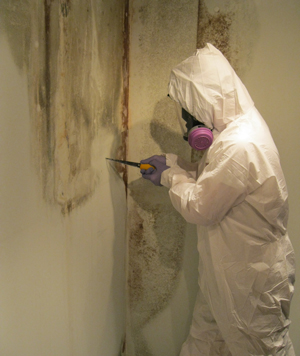 Commercial Mold Remediation in Sommerset County