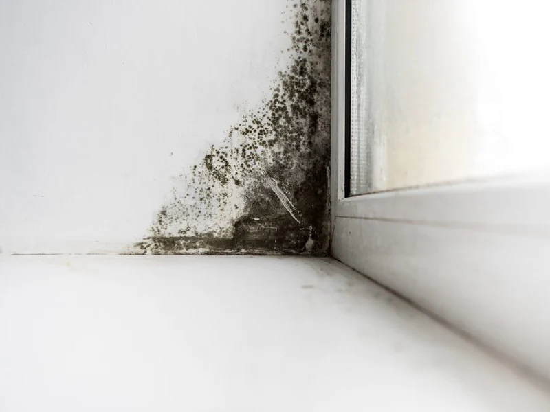 Mold Remediation in Peapack & Gladstone