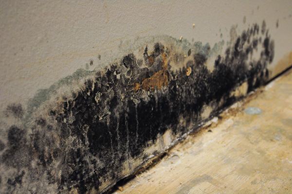 Mold Remediation in Rocky Hill