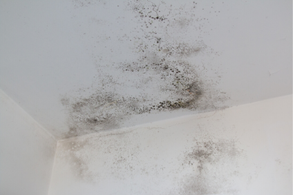 Mold Removal in Millstone NJ