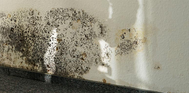 Somerset County Commercial Mold Remediation