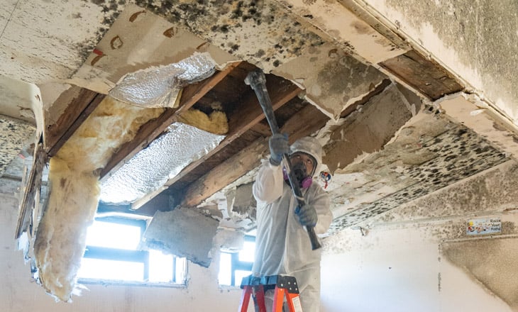 Commercial Mold Removal Company in NJ