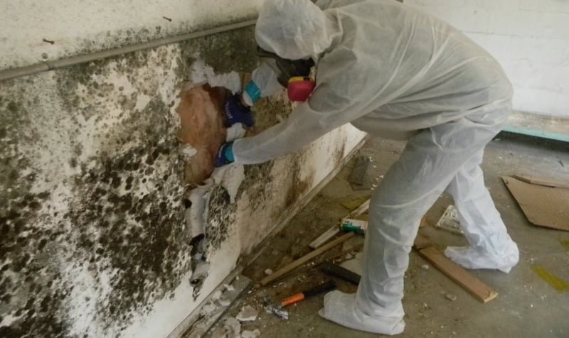 Commercial Mold Removal in Elizabeth: Hire a Professional