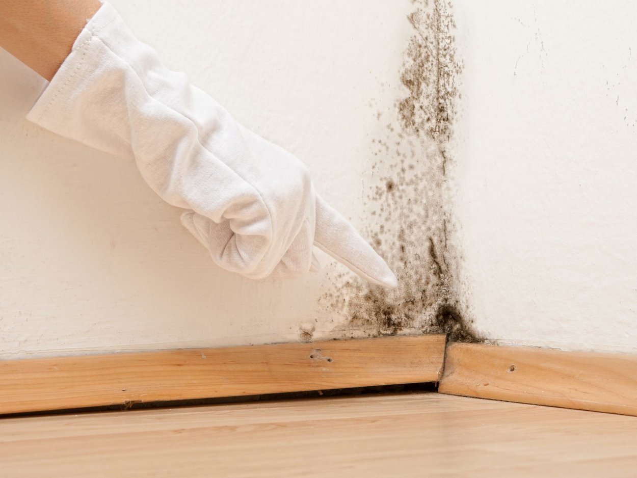 Mold Remediation in Plainfield NJ