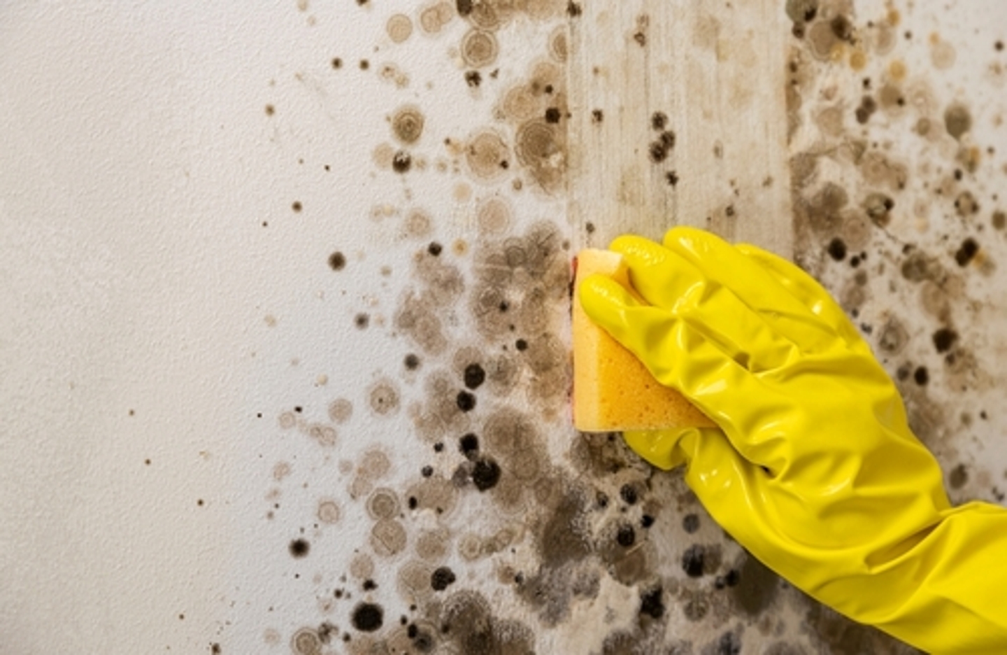 Best Mold Removal Company in Piscataway