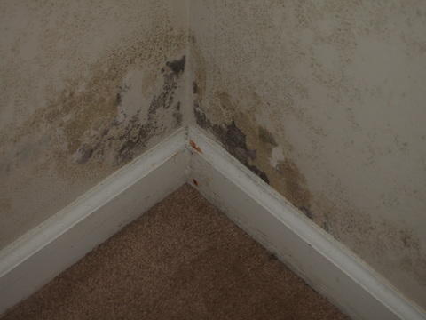 Central NJ Mold Remediation