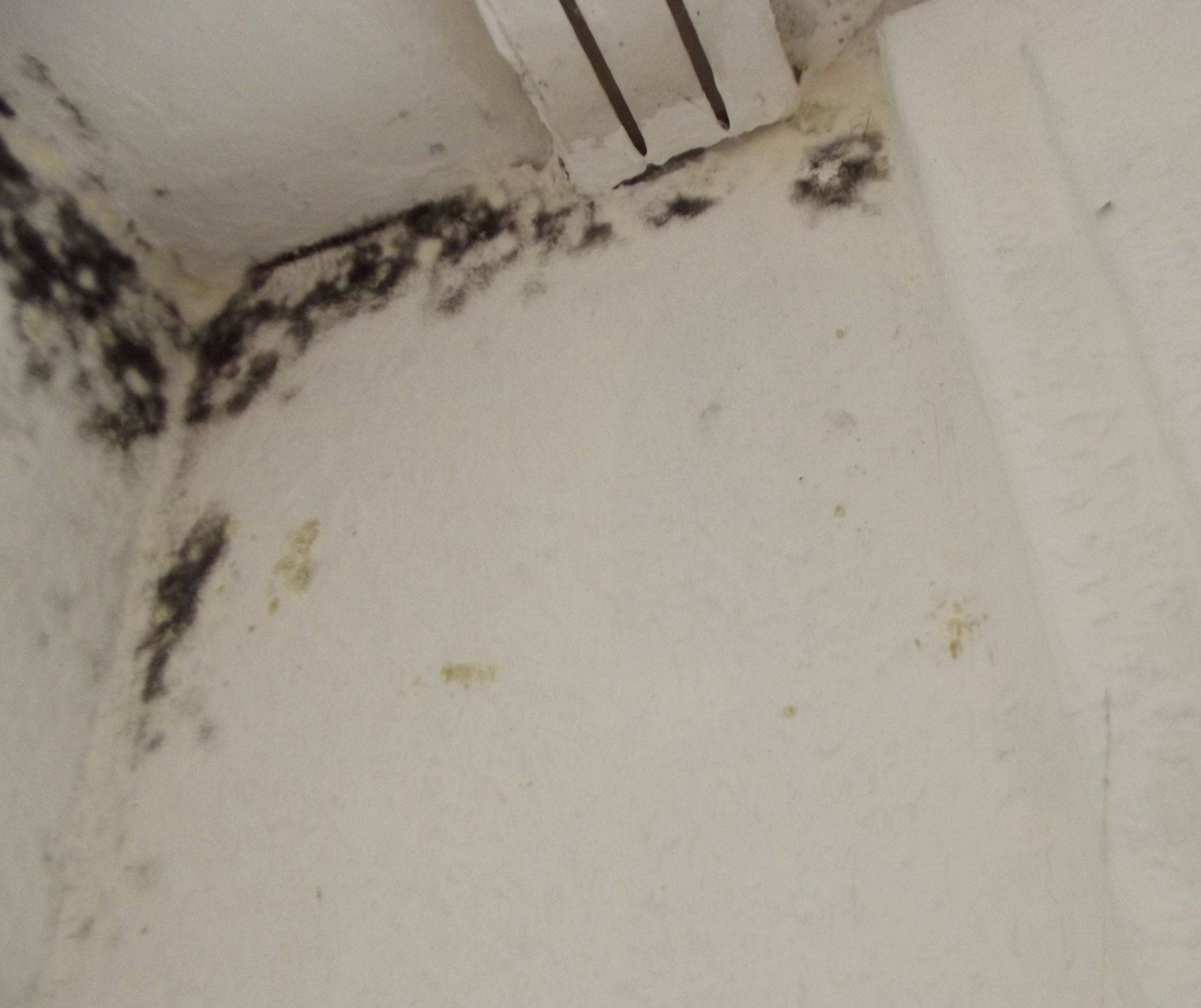 Central New Jersey Mold Remediation