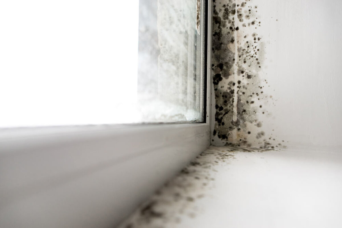 Mold Remediation in Central New Jersey