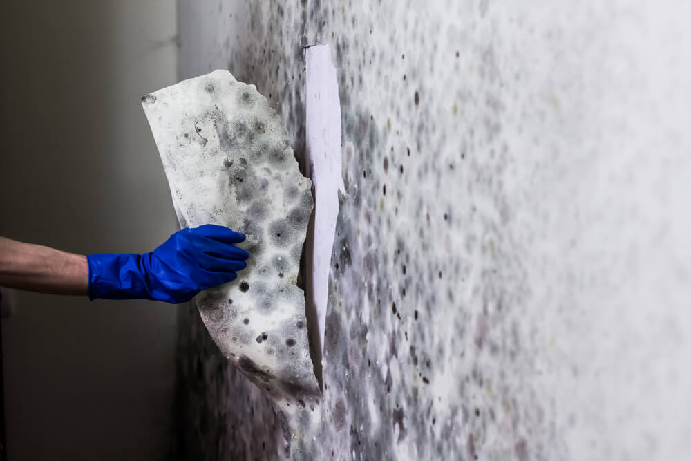 Importance of Getting a Commercial Mold Inspection in Somerset County