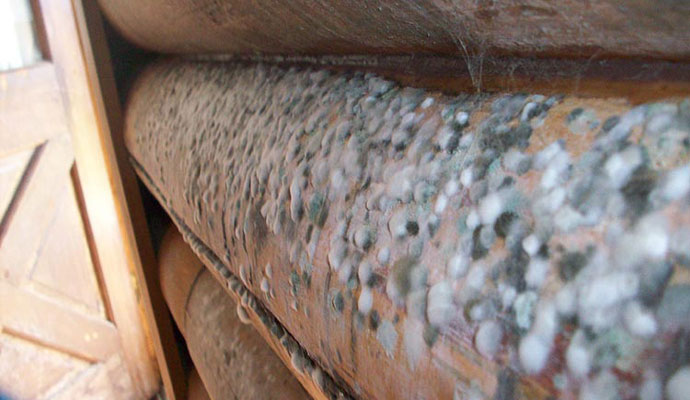 Mold vs. Mildew