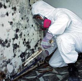 Lambertville Mold Remediation