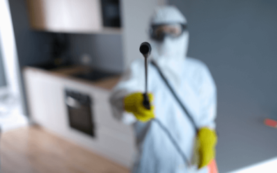 Mold Removal Services in Flemington: Top Reasons to Use Professional Mold Removal