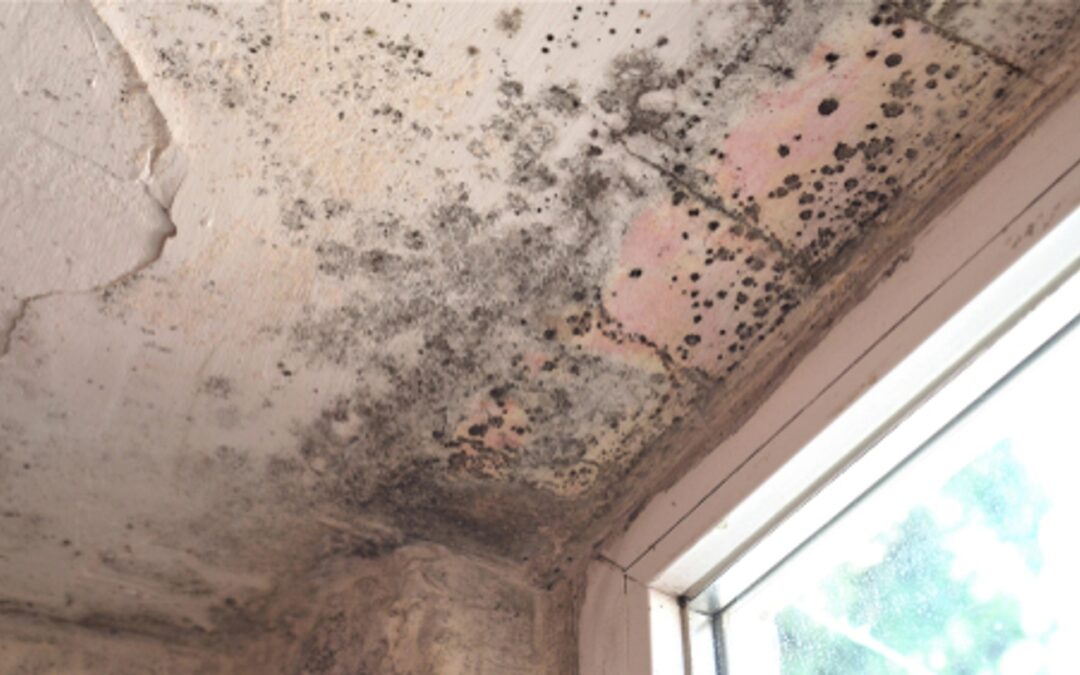 Mold Services Central jersey