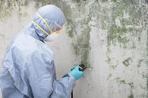 Califon Mold Remediation