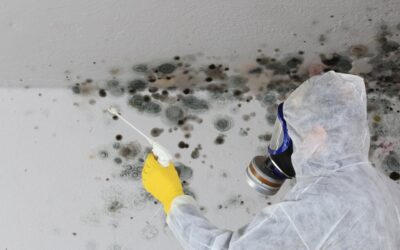 Glen Gardner Mold Removal: The Importance of Professional Mold Removal NJ