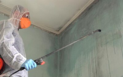 Mold Remediation in Califon: Why It Matters and How to Choose the Right Service