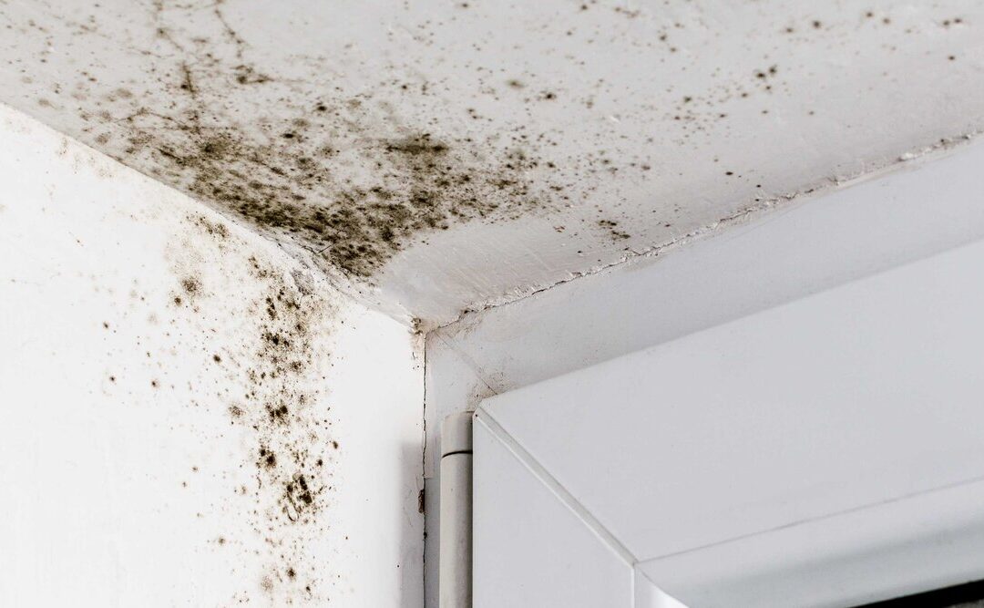 Mold Remediation in Lebanon