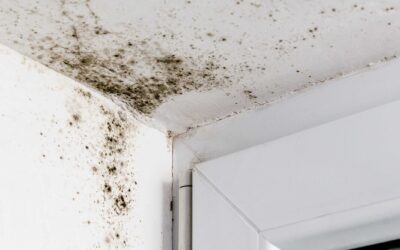 Mold Remediation in Lebanon