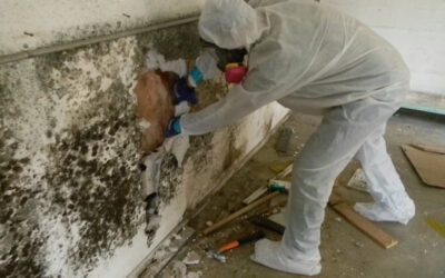 Signs You Need Mold Remediation in Tewksbury