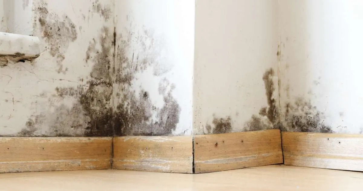 West Amwell Mold Removal Company: Key Signs to Look For