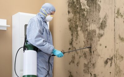 Mold Risks in Commercial Buildings: What NJ Business Owners Should Know