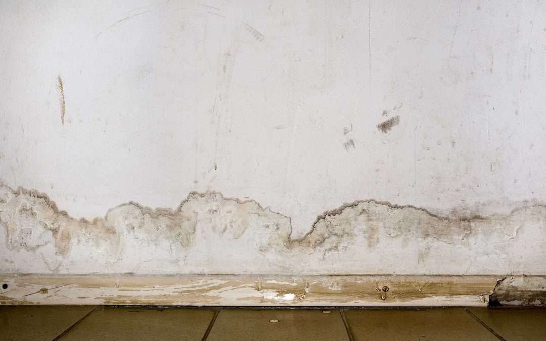 How Mold Can Affect Your Home’s Value